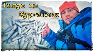 Рипус Клюет без остановок!!! Ловля по Кургански. Дикий ветер, метель, палатка ходуном а мы рыбачим.