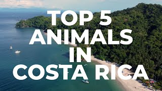 The Top 5 Animals to See in Costa Rica