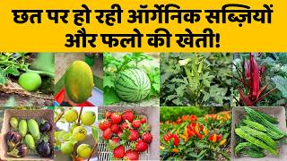 छत पर हो रही ऑर्गेनिक सब्जियों और फलों की खेती! Organic Vegetables And Fruits In Rooftop Garden