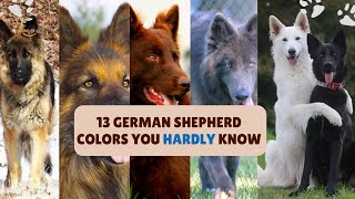 13 German Shepherd Colors You HARDLY KNOW!  World of Dogz | #dogbreeds