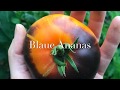 Blaue ananas  eine besondere ananastomate im sortenprofil  pineapple tomato