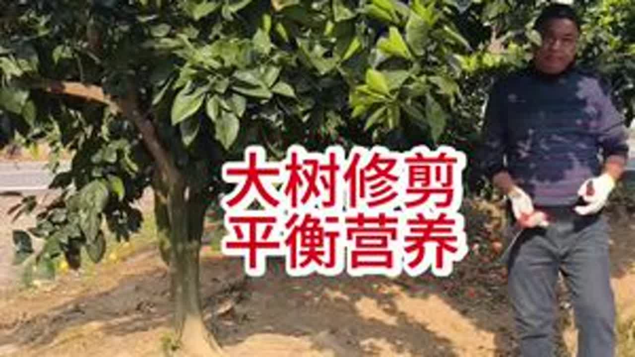 大树修剪，上开光，中分层，平衡营养才能丰产！#果树修剪 #果园管理 #柑橘种植 #彪哥修剪立体结果 #果树管理