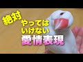 【要注意】文鳥に絶対やってはいけない愛情表現５選