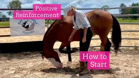How To Start Positive Reinforcement With Your Horse: Beginner