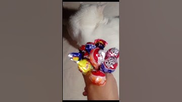 cat Cat Barsik Reverse video#marblebeadsandrun#cat #reverse