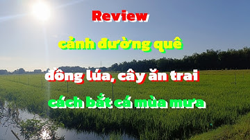 review đường thôn quê, và ruộng lúa, đặt lú bắt cá mùa nước nổi|| Châu Ngọc vlog & bonsai