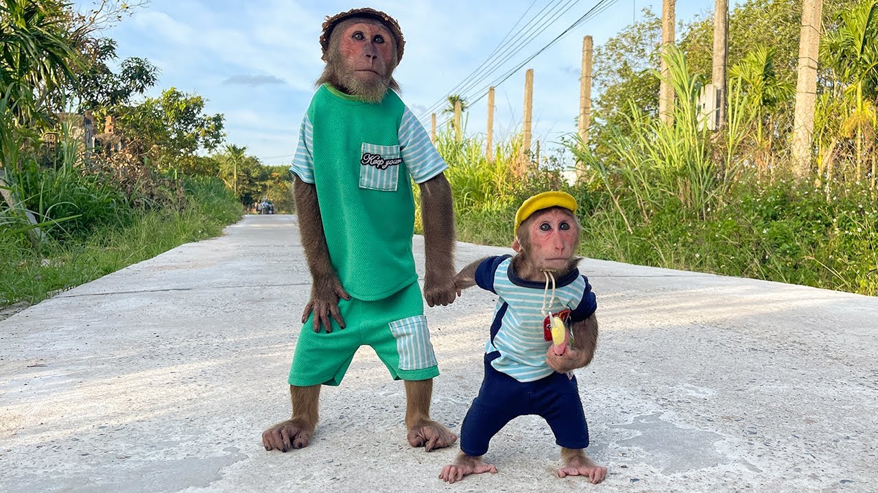 Cubis Monkey invites Cutis to go shopping!