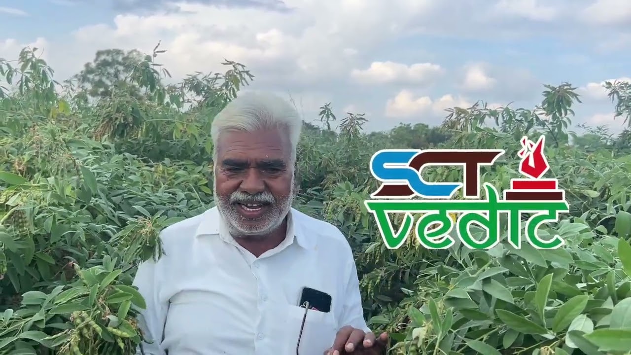 SCTवैदीक सोबत इस्राईल रिटर्न शेतकर्यांची तूर पाहून स्वताच्या डोळ्यांवर विश्वास बसनार नाही‼️