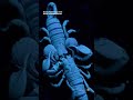 A scorpion's strangely beautiful mating dance | Smithsonian Channel #Shorts