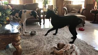 Puppy Tries To Ignore Foot-Stomping Great Dane