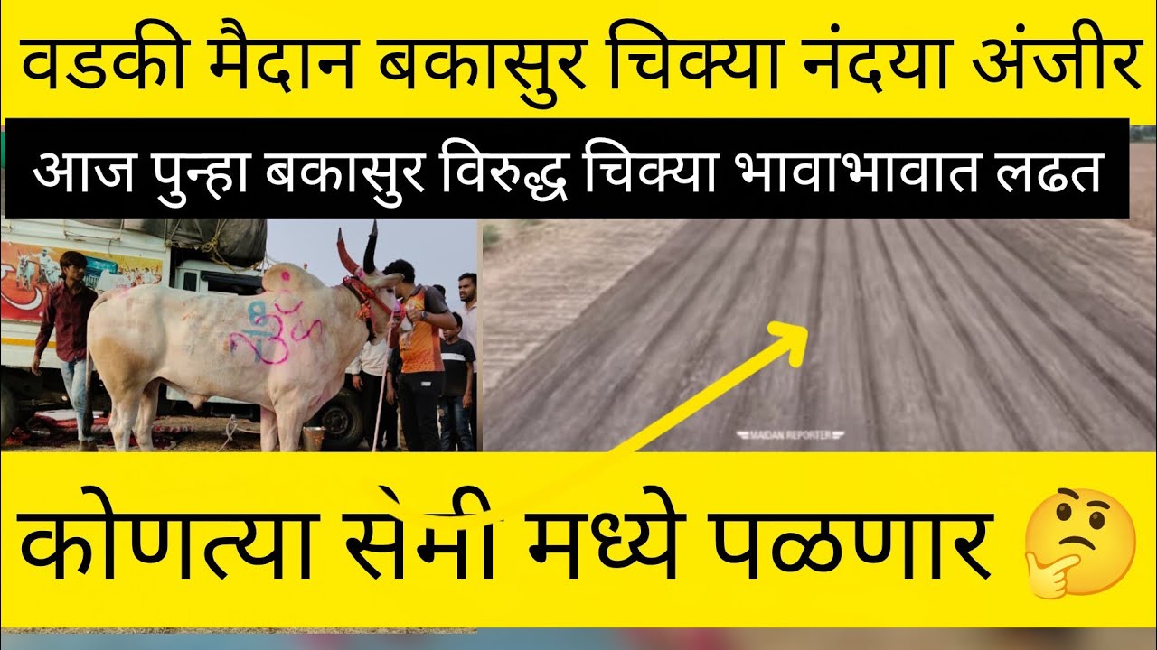 वडकी मैदान बकासुर चिक्या नंदया अंजीर कोणत्या सेमी मध्ये पळणार) आज पुन्हा बकासूर विरुद्ध चिक्या लढत 😱