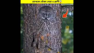 These Animals Can Deceive Your Eyes