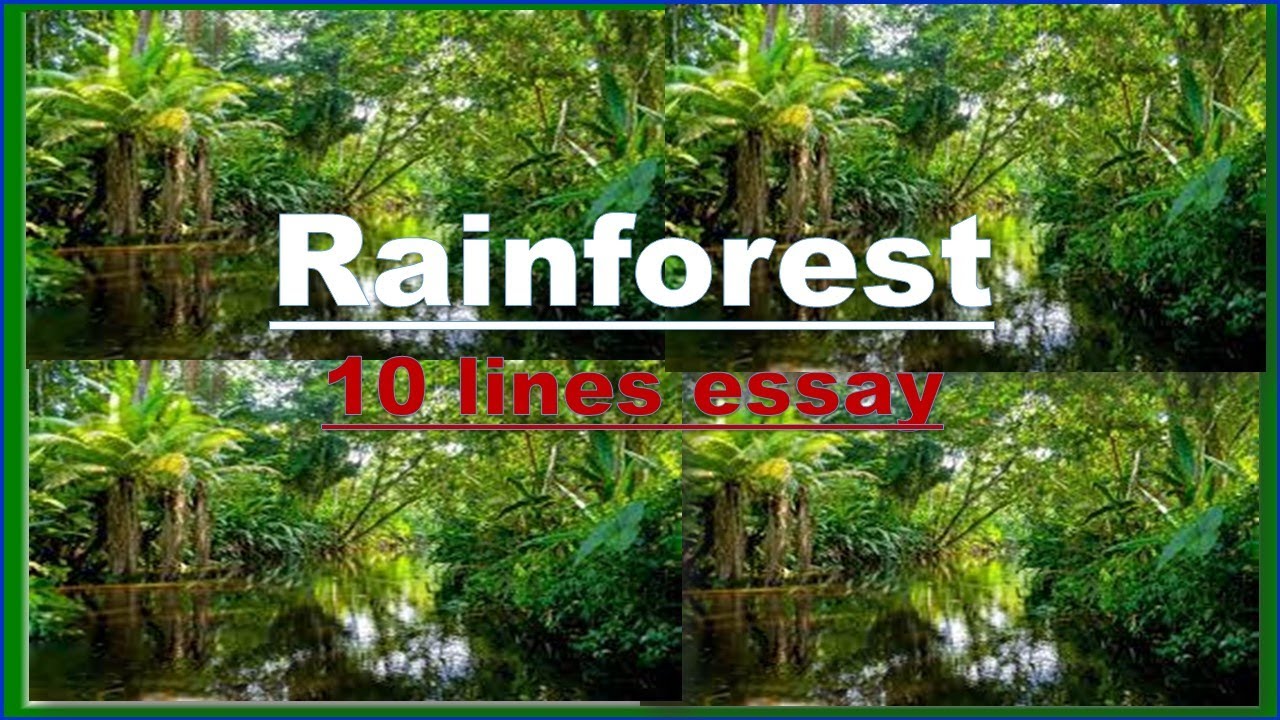 essay on conservation of rainforest