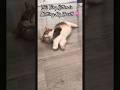 Wait for the Tiny Meow! #cat #kitten #kittenlove #kittenshorts #funny #shorts #reels #kittenlife