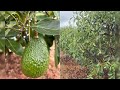 MASSIVE AI TRILION DOLLAR SHOCK! | Avocado Harvest Update | Logistics Job Cuts