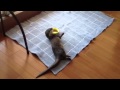 カワウソ劇場 食事編