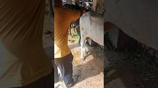 Download Lagu sapi, lembu jantan tenang saat dilakukan penyuntikan vitamin. #cow #animals #shortvideo #sapi MP3