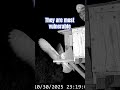 Young Barn Owl tries to cling to box #owlhouse #owls #birds #birdsofprey #eulen #nestcam #nestbox