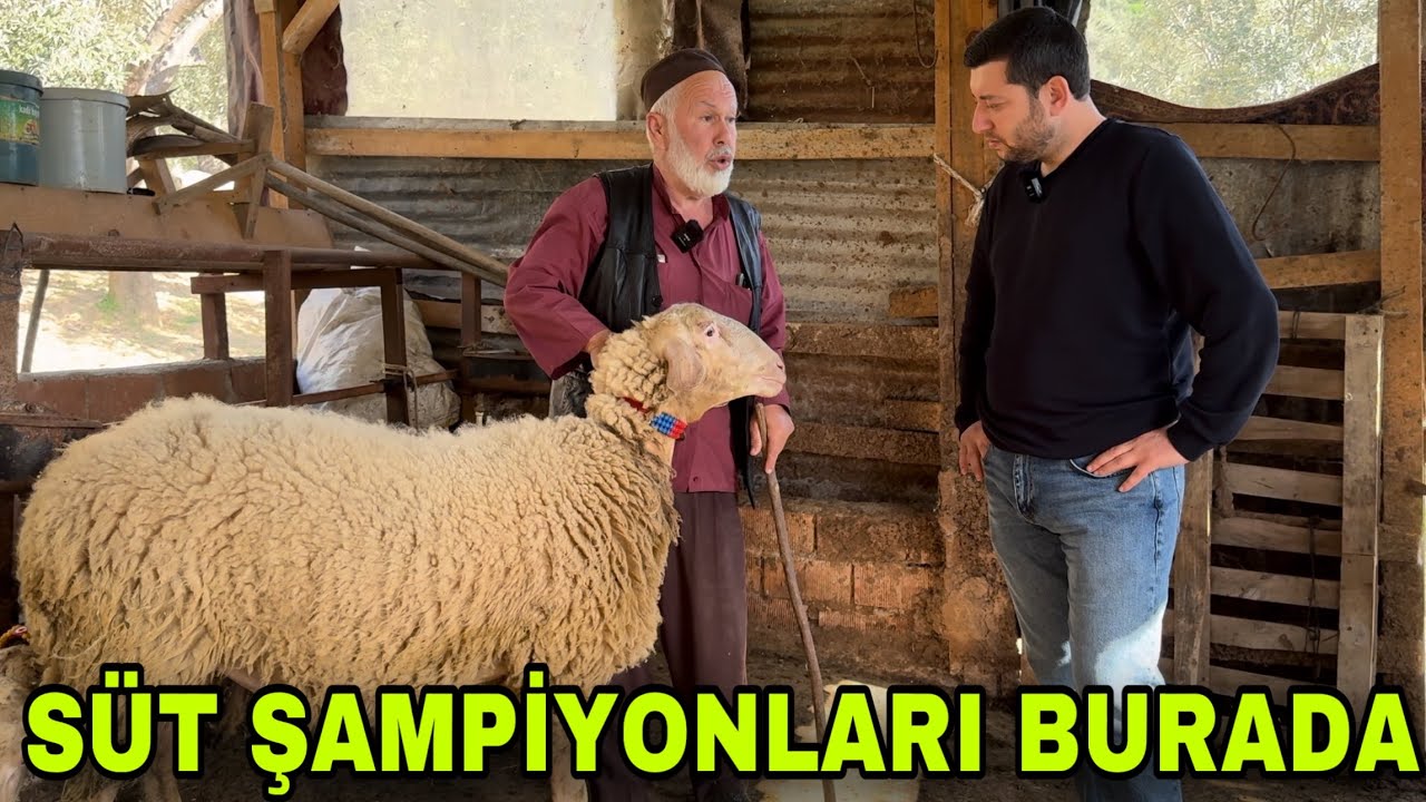 HACI ABİNİN KOYUN AŞKI ~ SÜT VE ET HARİKASI ASAF KOYUNU