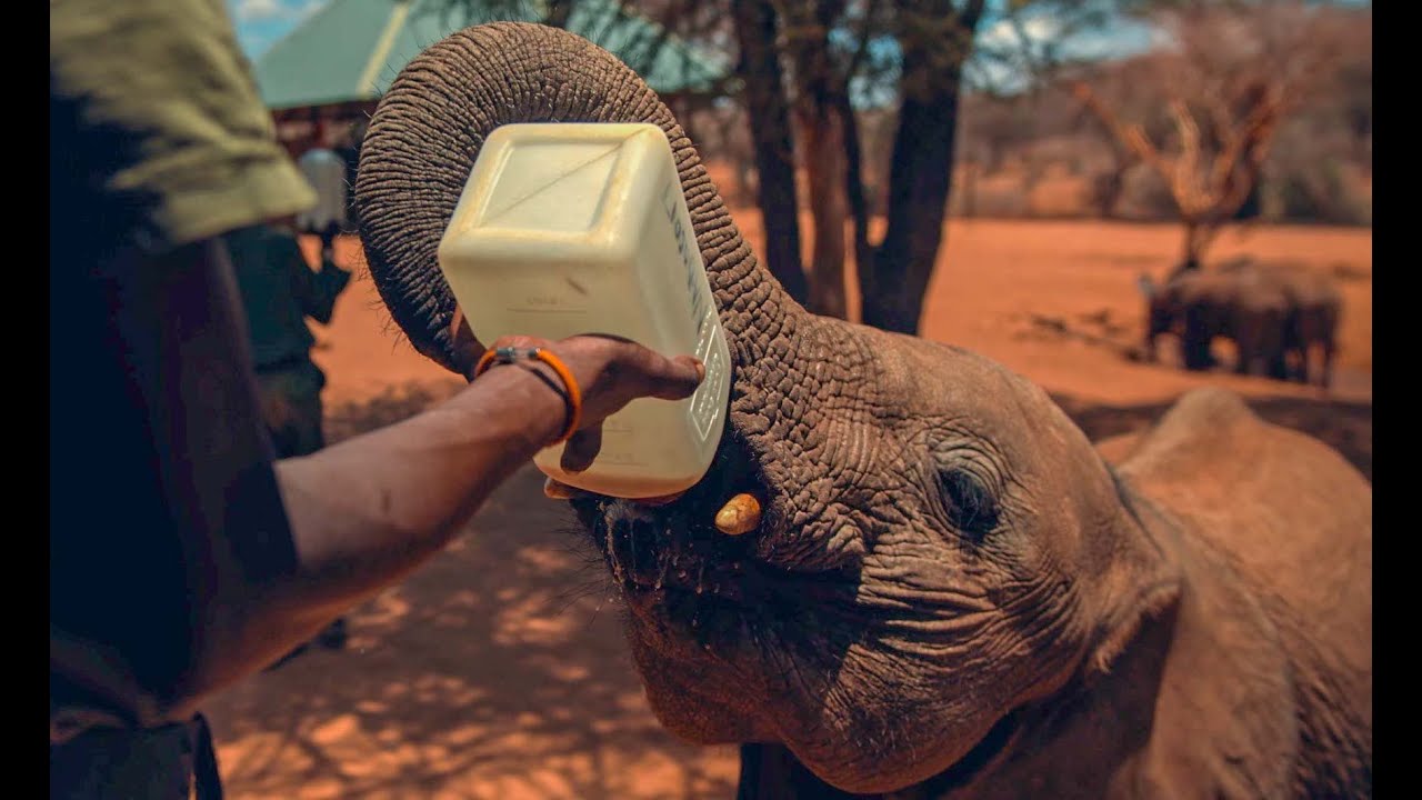 Elephant Legend Bracelet – Follow Your Legend