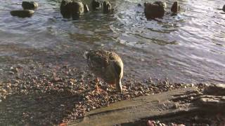 Disappointed duck on Suomenlinna