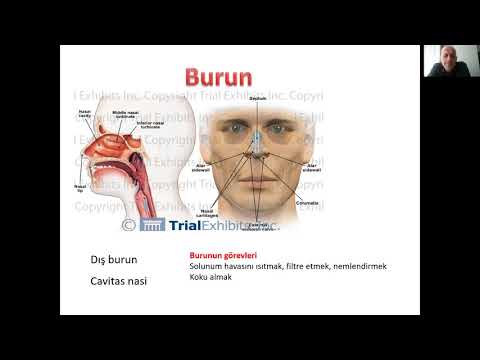 Solunum sistemi anatomisi