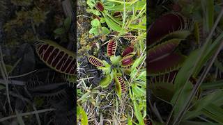 You won’t believe where Venus flytraps naturally grow...