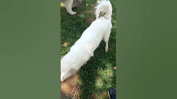 ببین بوکی چه تلاشی میکنه تا موفق شه دوست Pets نزهه Puppy دحمان هاپو Doglife سگها 