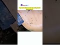 Why this Ant got BANNED by her Colony #shortvideo