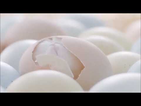 Video Mèo con nở trong trứng siêu dễ thương | Clip Chó Mèo - youtube