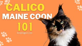 Watch This Before Getting One || Calico Maine Coon Cat 101