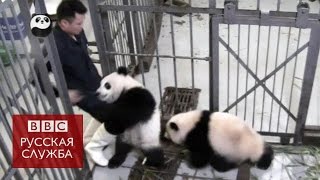 Панда не хочет отпускать смотрителя - BBC Russian Панда не хочет отпускать смотрителя - BBC Russian