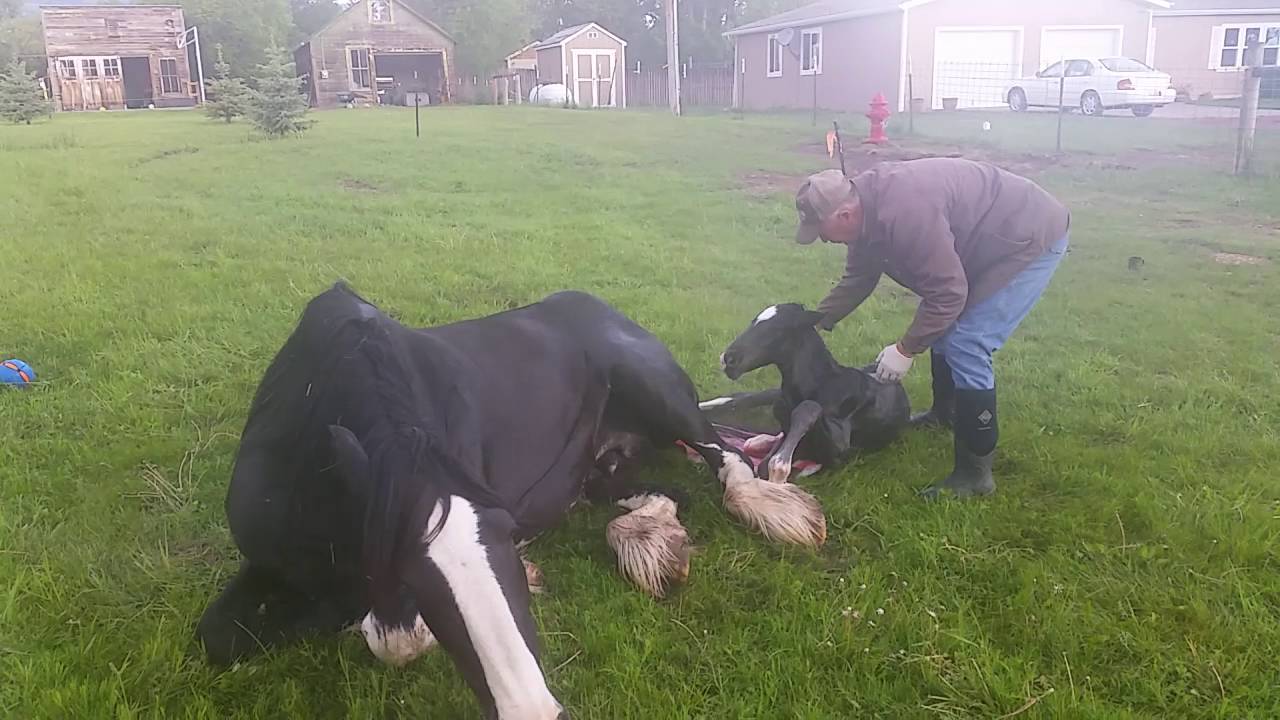 Our Mare Jill Giving Birth Youtube