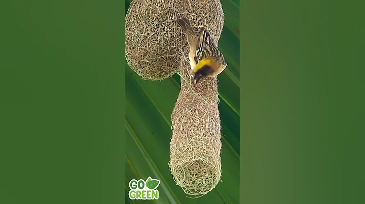 Nature's Tailors Birds and Their Incredible Nest-Making Skills #cute #birds #nest #nature #master - 天天要闻