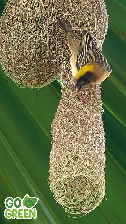 Nature's Tailors Birds and Their Incredible Nest-Making Skills #cute #birds #nest #nature #master