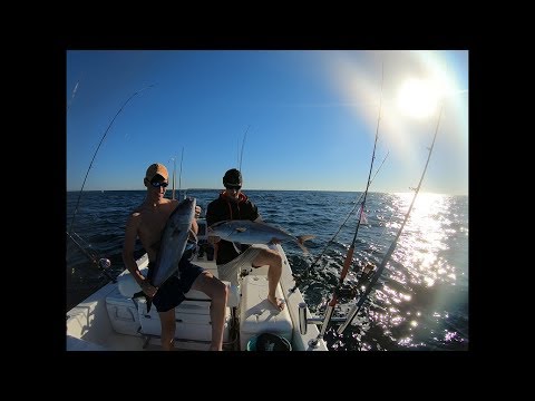 Como travar Amberjack- Vertical e jigging passo lento