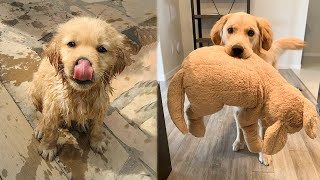 Cute baby animals Videos Compilation cutest moment of the animals - 🐶 Cutest Puppies #1 🐶