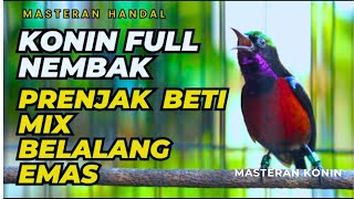 KOLIBRI NINJA GACOR FULL TEMBAKAN PRENJAK BETINA MIX BELALANG EMAS