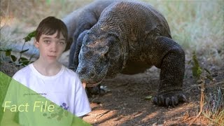 Komodo Dragon Fact File - Reptiles Amphibians