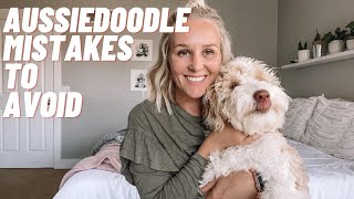 AUSSIEDOODLE  TOP 10 Mistakes to Avoid With Your Aussiedoodle