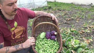 Dernière récolte de Choux de l'année ! #Potager #Jardinage