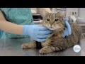 Как дать таблетку коту / кошке