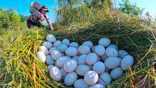 best amazing! a female farmer Harvest duck eggs a lot on the straw at field near the village by hand
