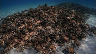 ARMY of SPIDER CRABS migrates to port phillip bay.