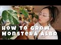 How to propagate monstera albo