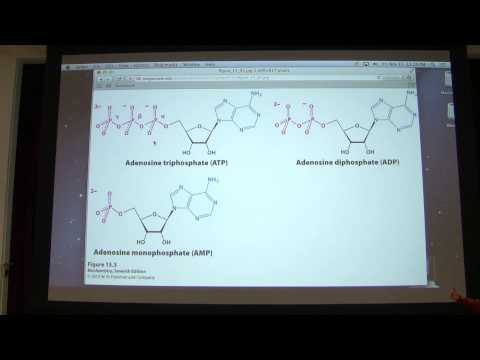 20.  Kevin Ahern&rsquo;s Biochemistry - Energy & Metabolic Cont