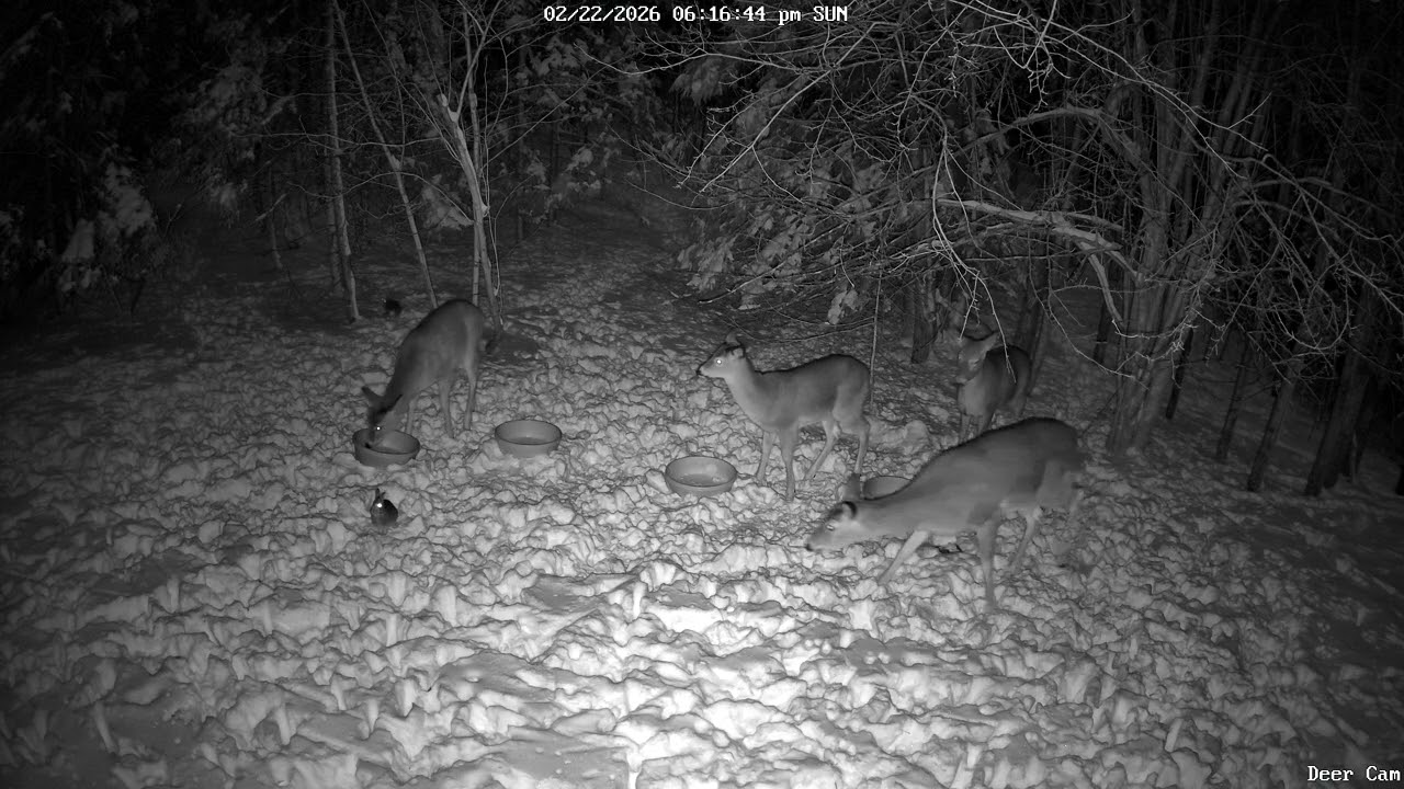 Deer 2-22-2026 6:15 PM