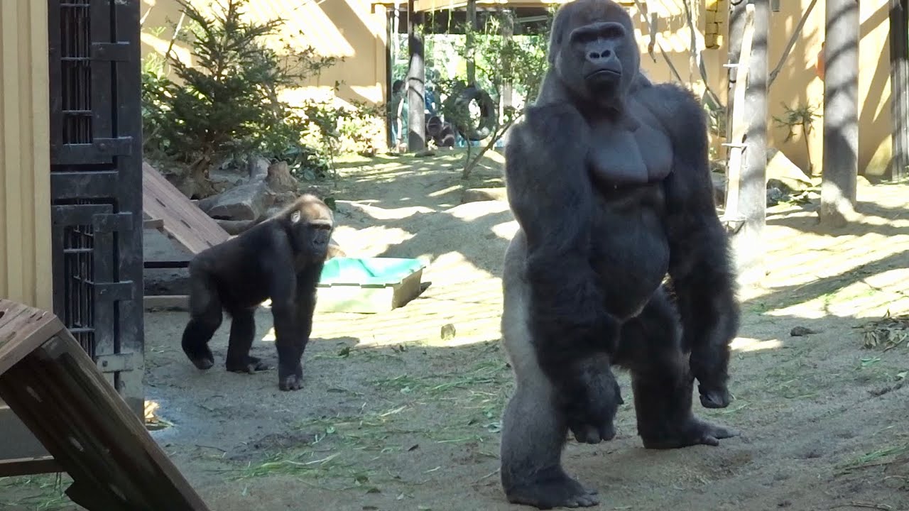 訓練中、警戒モードの父モモタロウ⭐️ゴリラ gorilla【京都市動物園