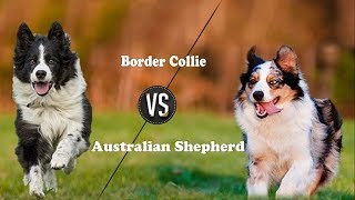 Border Collie Vs Australian Shepherd (Breed Info and comparison)