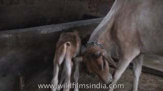 Indian man milking dairy cow in Haryana